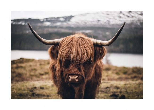 Scottish Highland Cattle Plakat / Insekter & Dyr hos Desenio AB (11853)