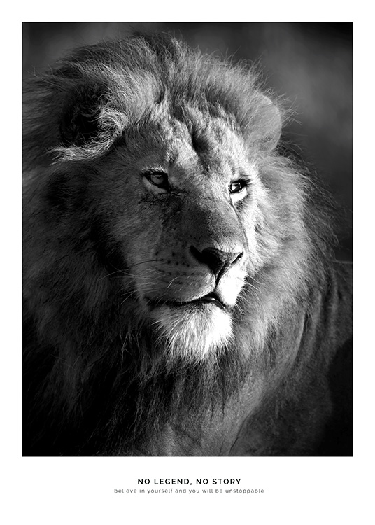 Lion Legend Plakat / Insekter & Dyr hos Desenio AB (11855)