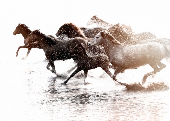 –Plakat med heste, der løber i vandet.