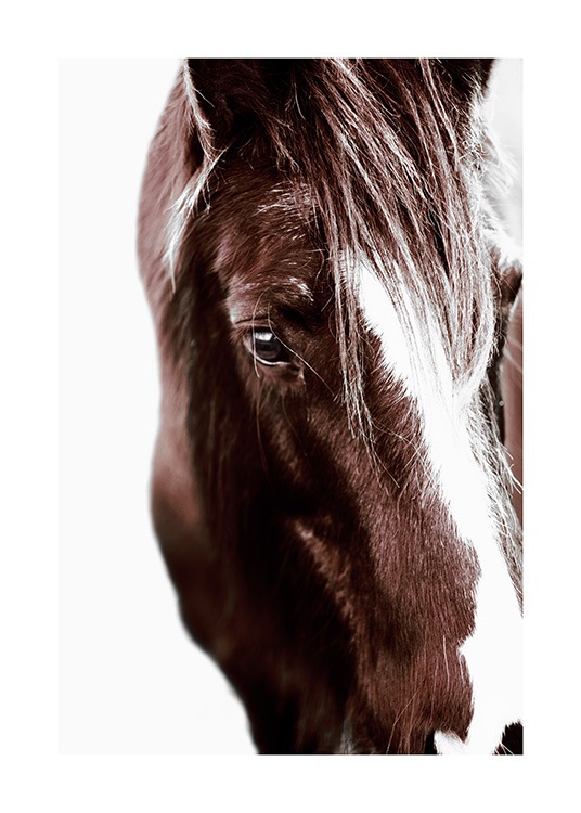 Horse with Blaze Plakat / Fotokunst hos Desenio AB (11863)