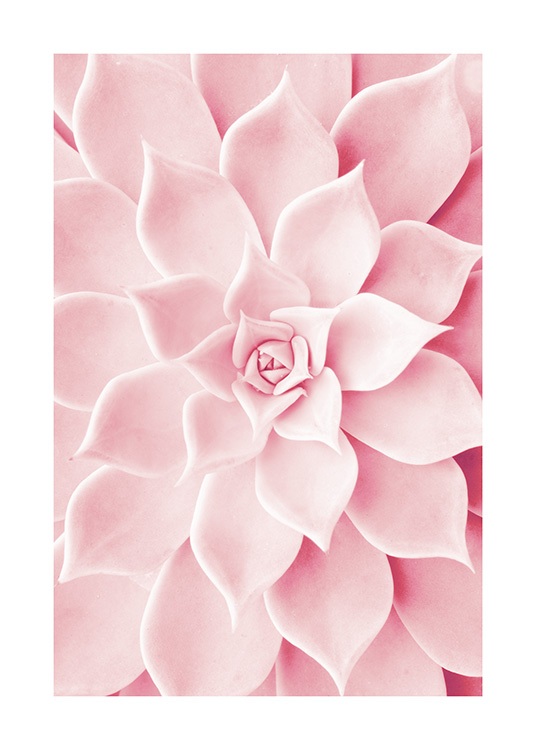 Pink Succulent Plakat