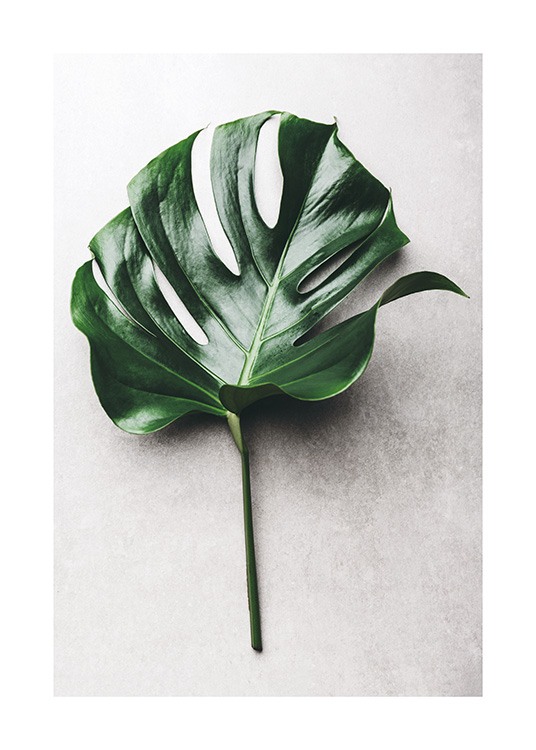 Green Monstera Leaf No1 Plakat