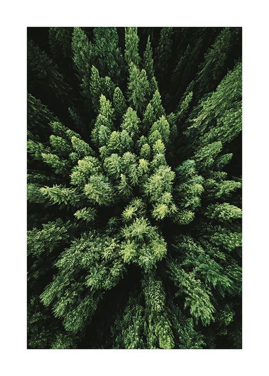 Aerial Forest Plakat