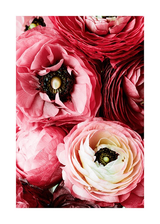Bouquet of Pink Ranunculus Plakat / Fotokunst hos Desenio AB (12108)