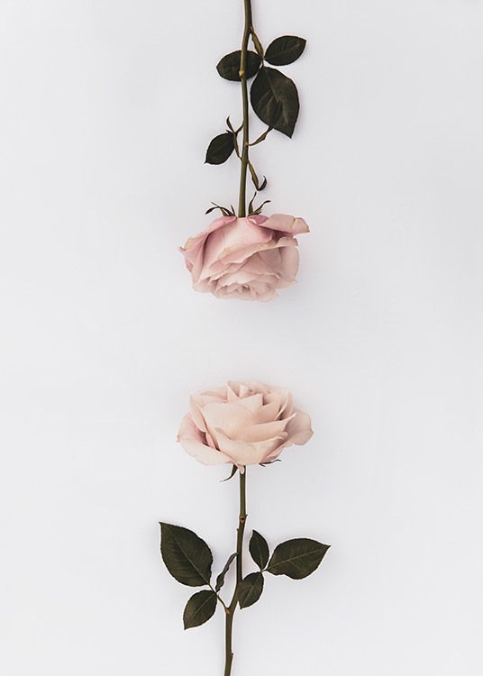 Two Roses Plakat / Botanik hos Desenio AB (12164)