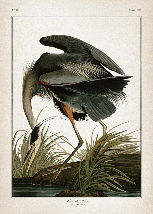 Great Blue Heron Plakat