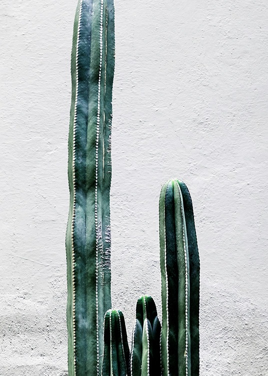 White Cactus Wall Plakat