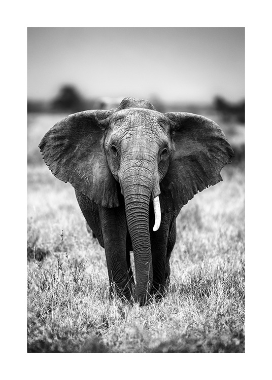 Elephant on the Savanna Plakat / Sort-hvid hos Desenio AB (12301)