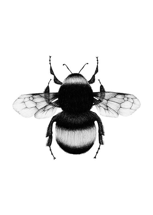 Bumblebee Drawing Plakat / Sort-hvid hos Desenio AB (12309)