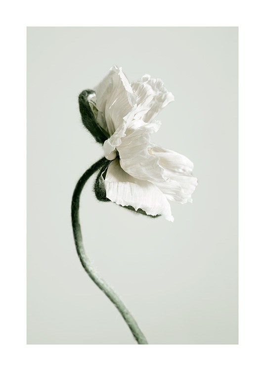 White Poppy Flower Plakat