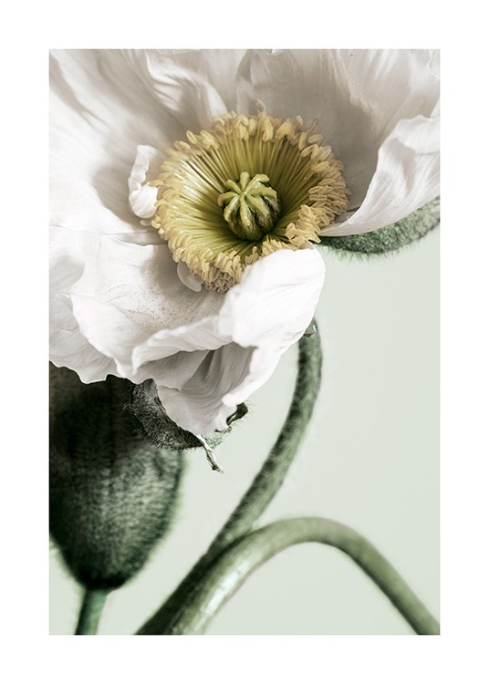 White Poppy Close Up Plakat / Fotokunst hos Desenio AB (12319)