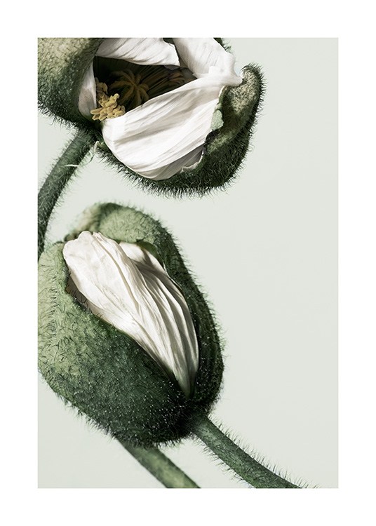 White Poppy Buds Plakat / Fotokunst hos Desenio AB (12320)