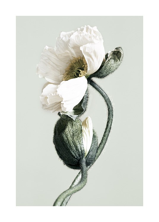 Blooming White Poppies Plakat / Fotokunst hos Desenio AB (12321)