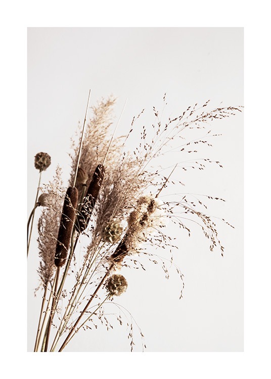 Dry Reeds No1 Plakat / Fotokunst hos Desenio AB (12419)