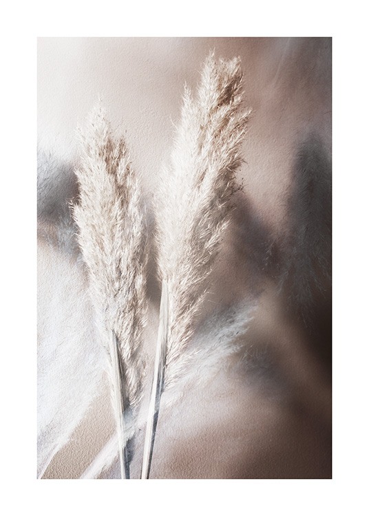– Fotografi af pampasgræs i beige på en brun baggrund