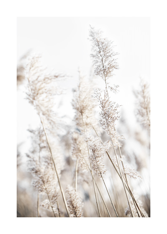  – Fotografi af beige rør, der svajer i vinden, foran en lyseblå himmel