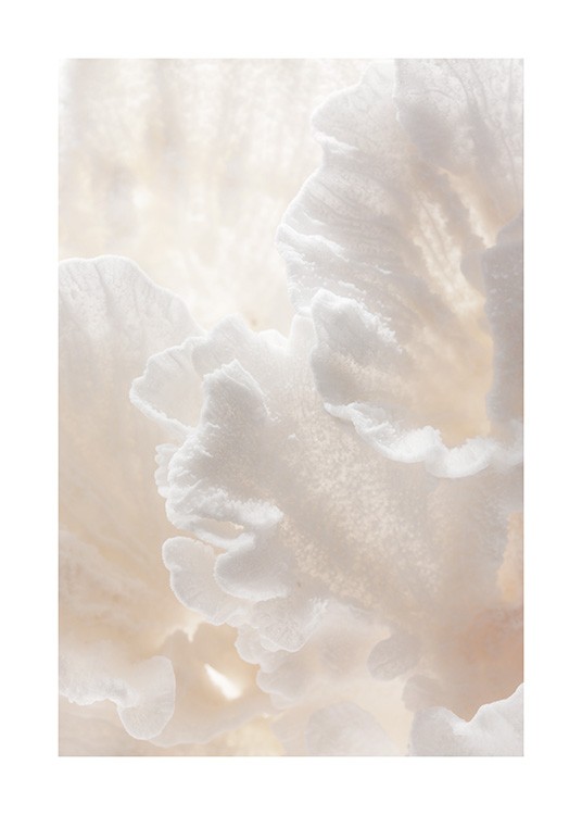 Delicate Coral Plakat / Naturmotiv hos Desenio AB (12431)