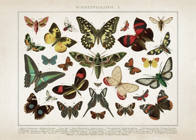 Vintage Butterflies No1 Plakat / Vintage hos Desenio AB (12553)
