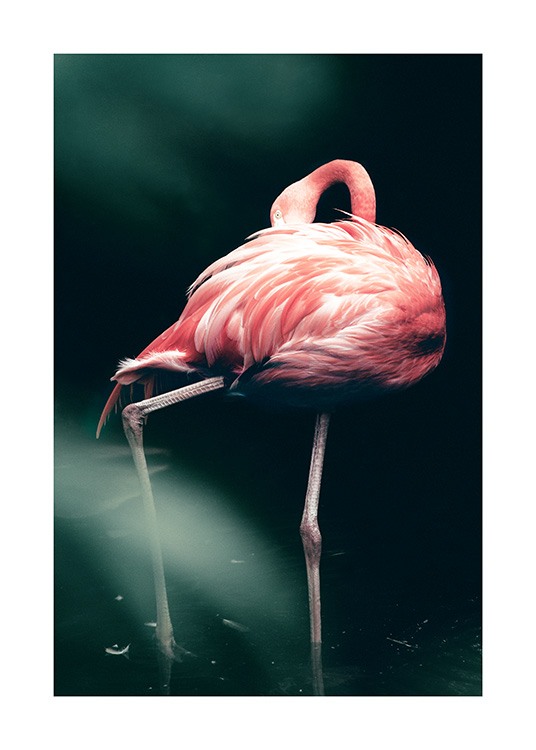 Wild Flamingo Plakat / Fotokunst hos Desenio AB (12566)