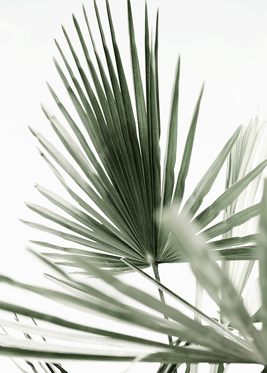 Tropic Palm Plakat / Fotokunst hos Desenio AB (12568)