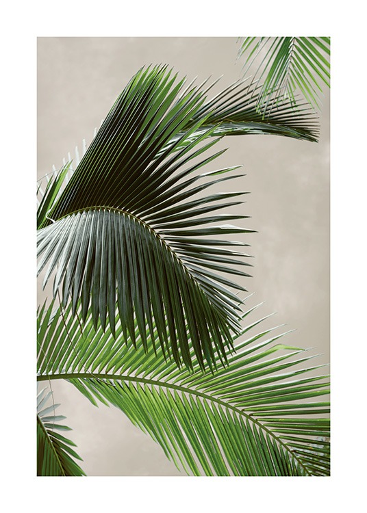 Tropical Palm Plakat 7648