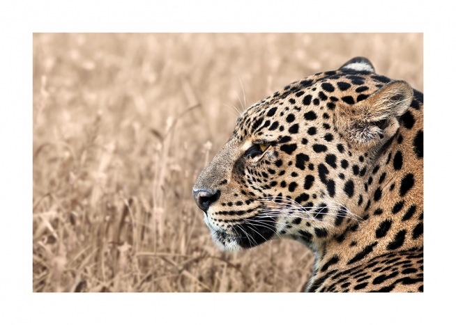 Persian Leopard Plakat / Fotokunst hos Desenio AB (12575)