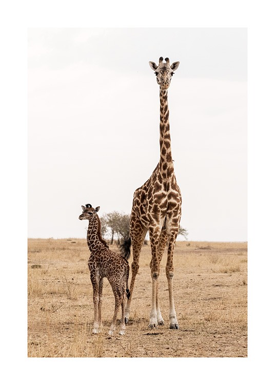 Mother and Baby Giraffe Plakat