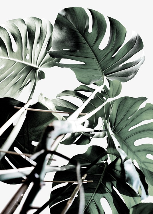 Monstera Cluster Plakat
