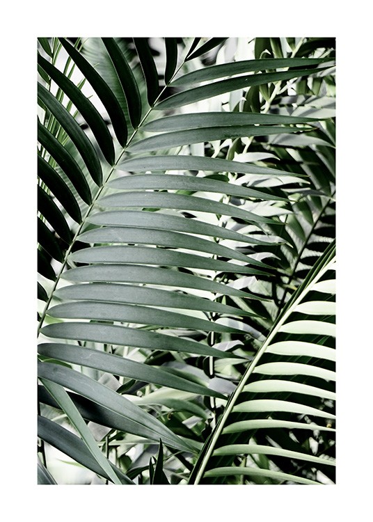 Green Palms Plakat / Fotokunst hos Desenio AB (12644)