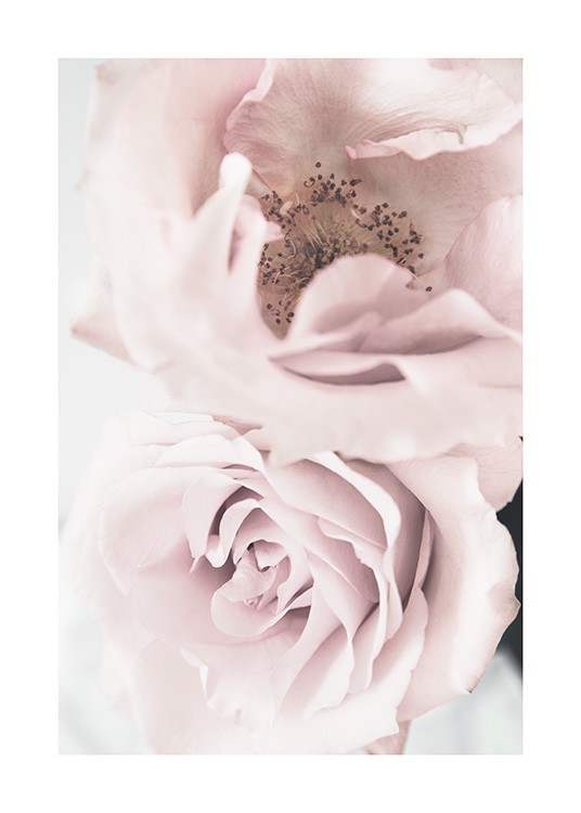 Elegant Roses Plakat / Fotokunst hos Desenio AB (12660)