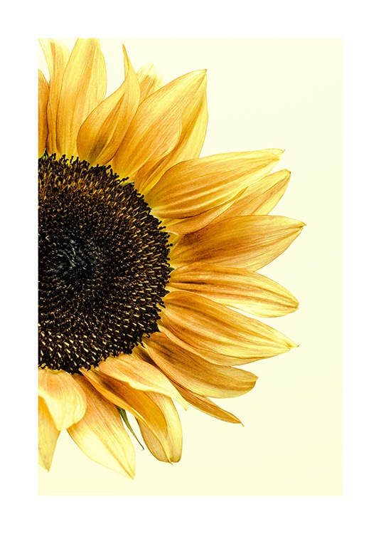 Sunflower Plakat