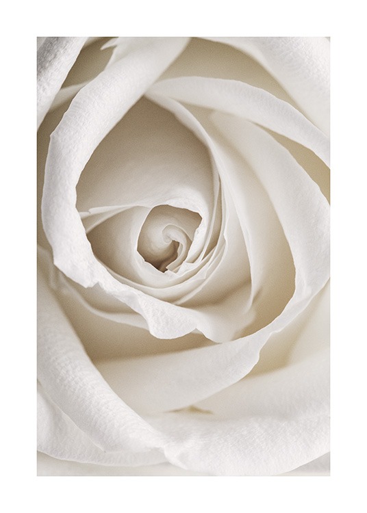 Botanisk fotografi med nærbillede af en romantisk hvid rose 