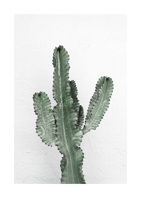 Fotografi af grøn kaktus mod en hvid væg 