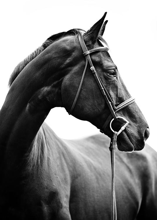Portrait of Horse Plakat