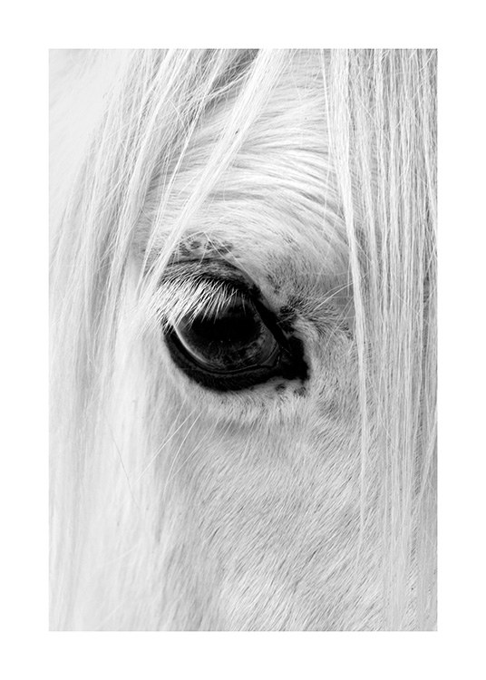 Horse Eye Plakat