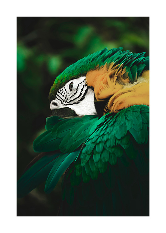 Dyreplakat med grøn og gul papegøje i junglen