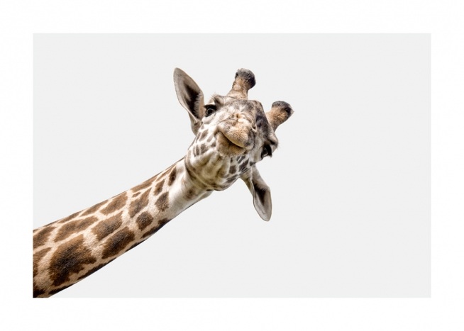 Curious Giraffe Plakat