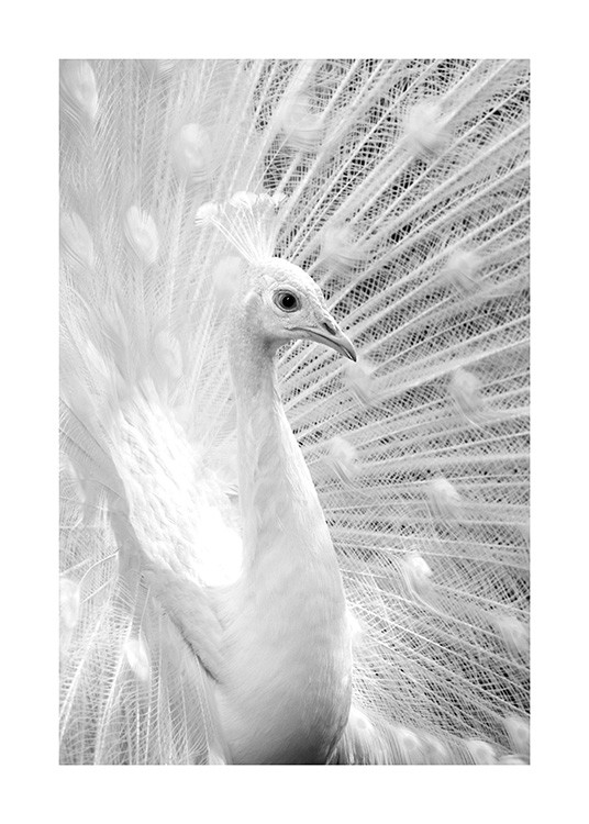 Sort-hvidt fotografi med hvid påfugl