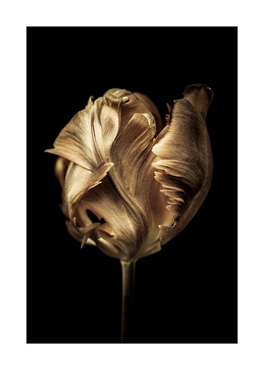  - Fotografi af tulipan dækket med guldfarve på en sort baggrund
