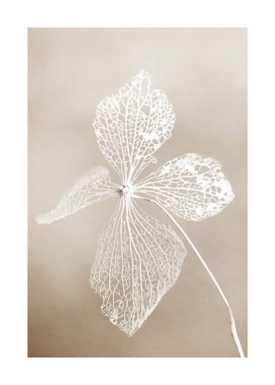  - Nærbillede af tørret hvid blomst med en beige og sløret baggrund