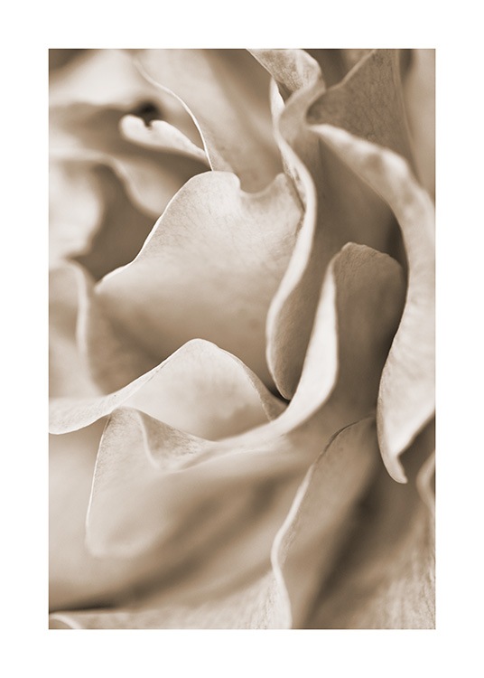  - Nærbillede af en rose med beige kronblade
