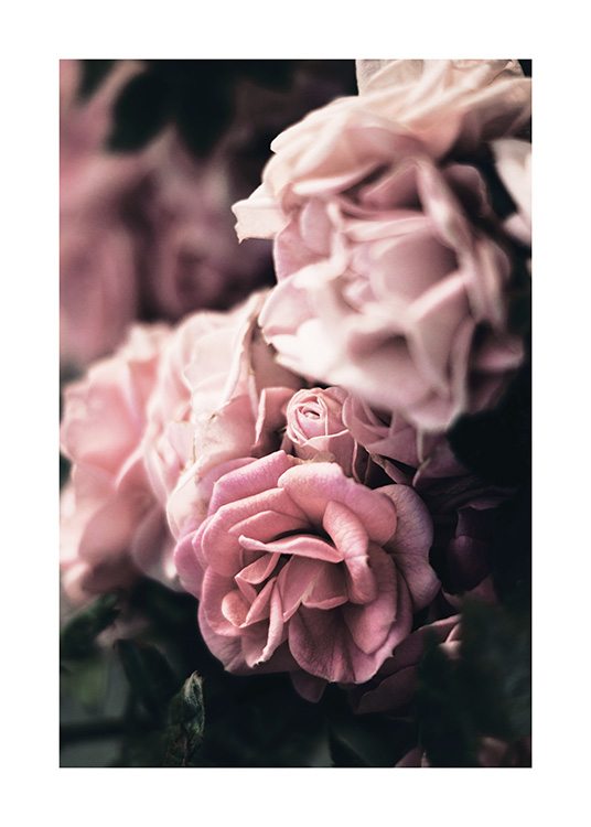 - Nærbillede af en gruppe lyserøde roser på en sløret baggrund med én blomst i fokus