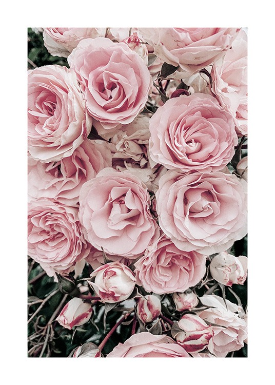  - Fotografi af rosenbuket med lyserøde roser og grønne blade