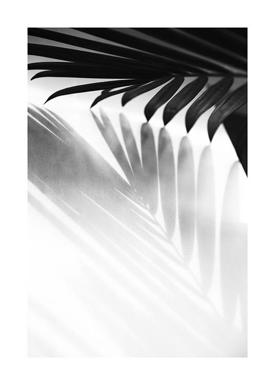  - Sort-hvidt fotografi af skyggen fra et palmeblad