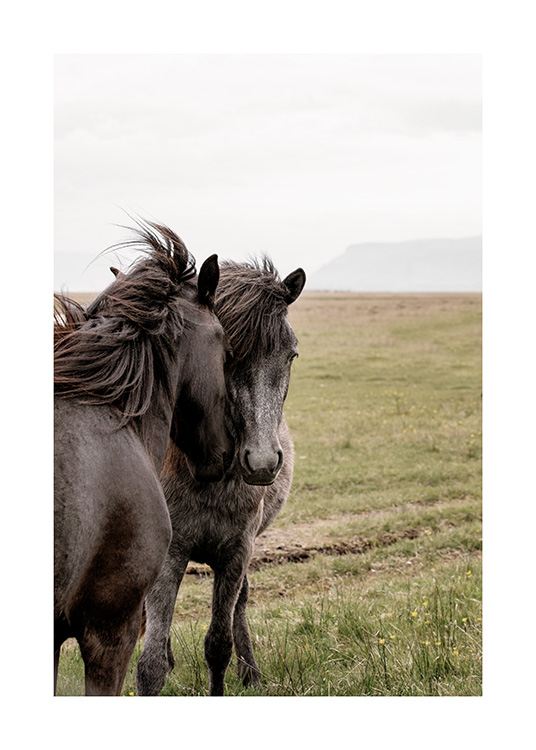  - Fotografi fra Island af to sorte heste med hovederne tæt sammen