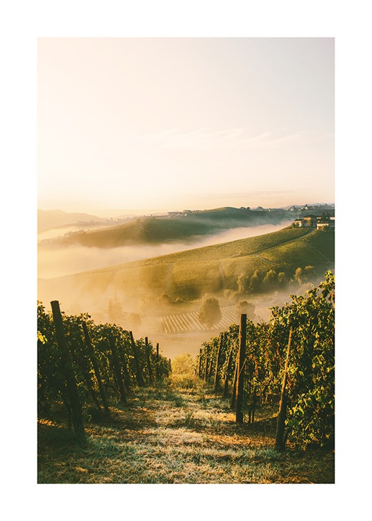  - Fotografi af vinmark i solskin med grønne buske og støvskyer i baggrunden