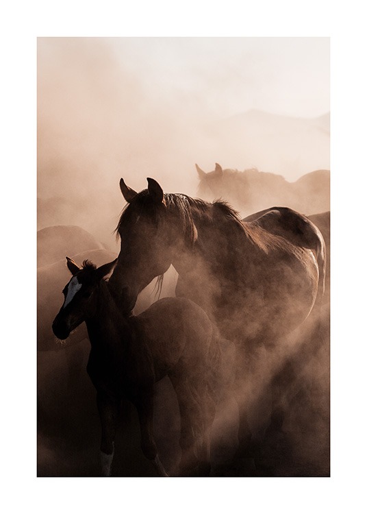  - Dyreplakat med et fotografi af en flok vilde heste, hvor et føl med sin mor er i forgrunden