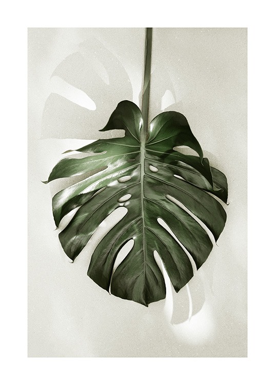 Monstera in Sunlight Plakat