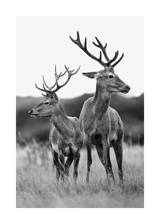 Deer Friends Plakat / Insekter & Dyr hos Desenio AB (13590)