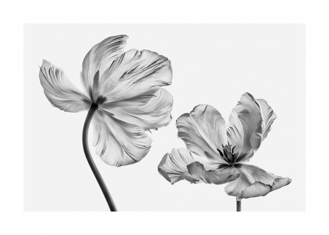 Black and White Tulips Plakat / Blomster hos Desenio AB (13613)